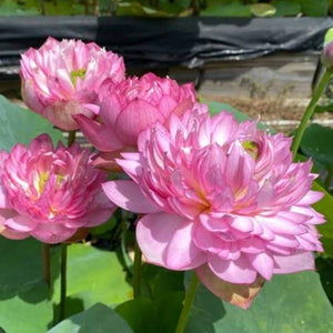 Bowl Lotus Pink & White Tubers Combo
