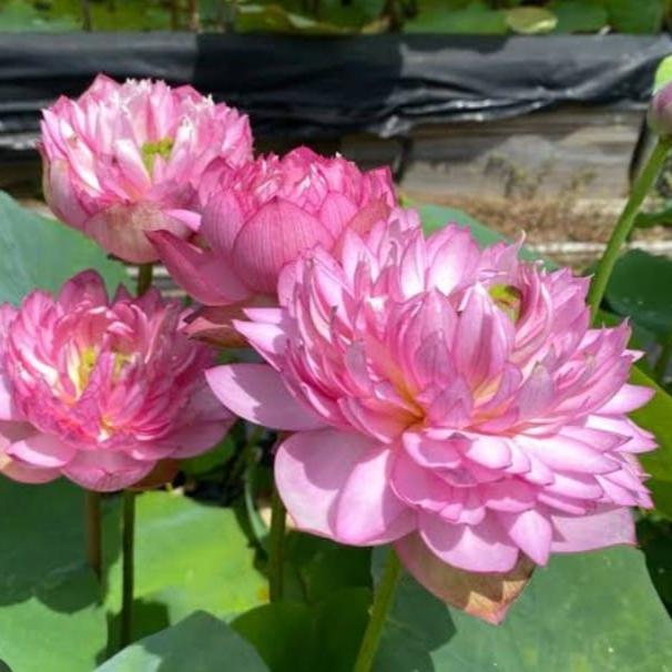 Bowl Lotus Pink & White Tubers Combo