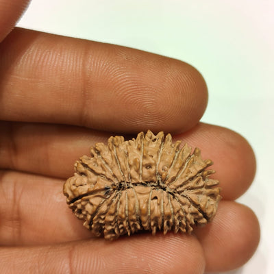 21 Mukhi - Rarest Nepal Rudraksha - variant 1