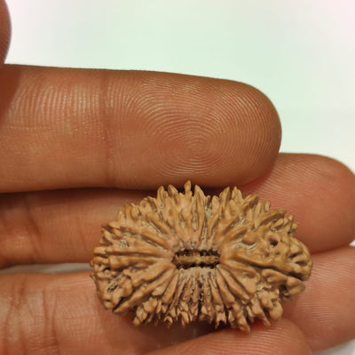 21 Mukhi - Rarest Nepal Rudraksha - variant 1