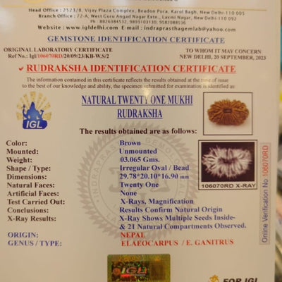 21 Mukhi - Rarest Nepal Rudraksha - variant 1