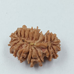 21 Mukhi - Rarest Nepal Rudraksha - Variant 2