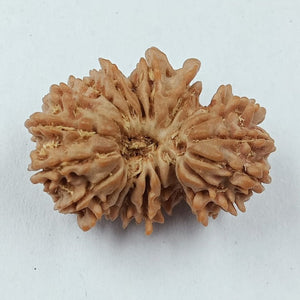 21 Mukhi - Rarest Nepal Rudraksha - Variant 2