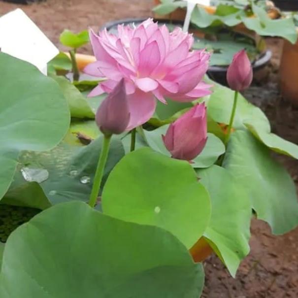 Bowl Lotus Pink & White Tubers Combo