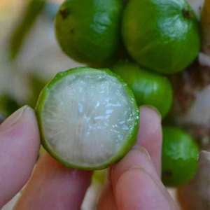 White Honey Jaboticaba (Aurean Full Moon) Fruit Live Plant