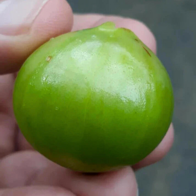 White Honey Jaboticaba (Aurean Full Moon) Fruit Live Plant