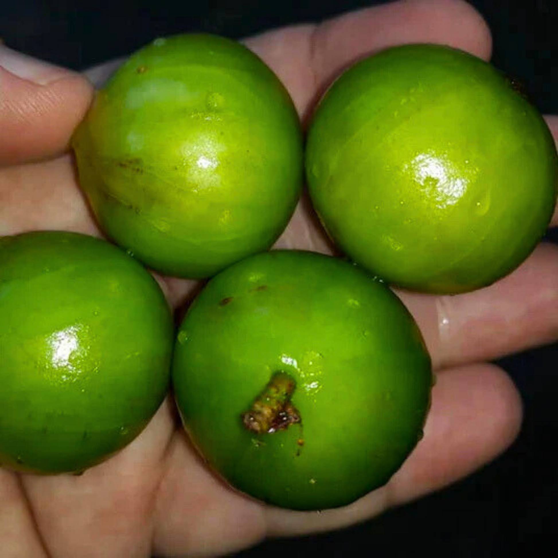 White Honey Jaboticaba (Aurean Full Moon) Fruit Live Plant