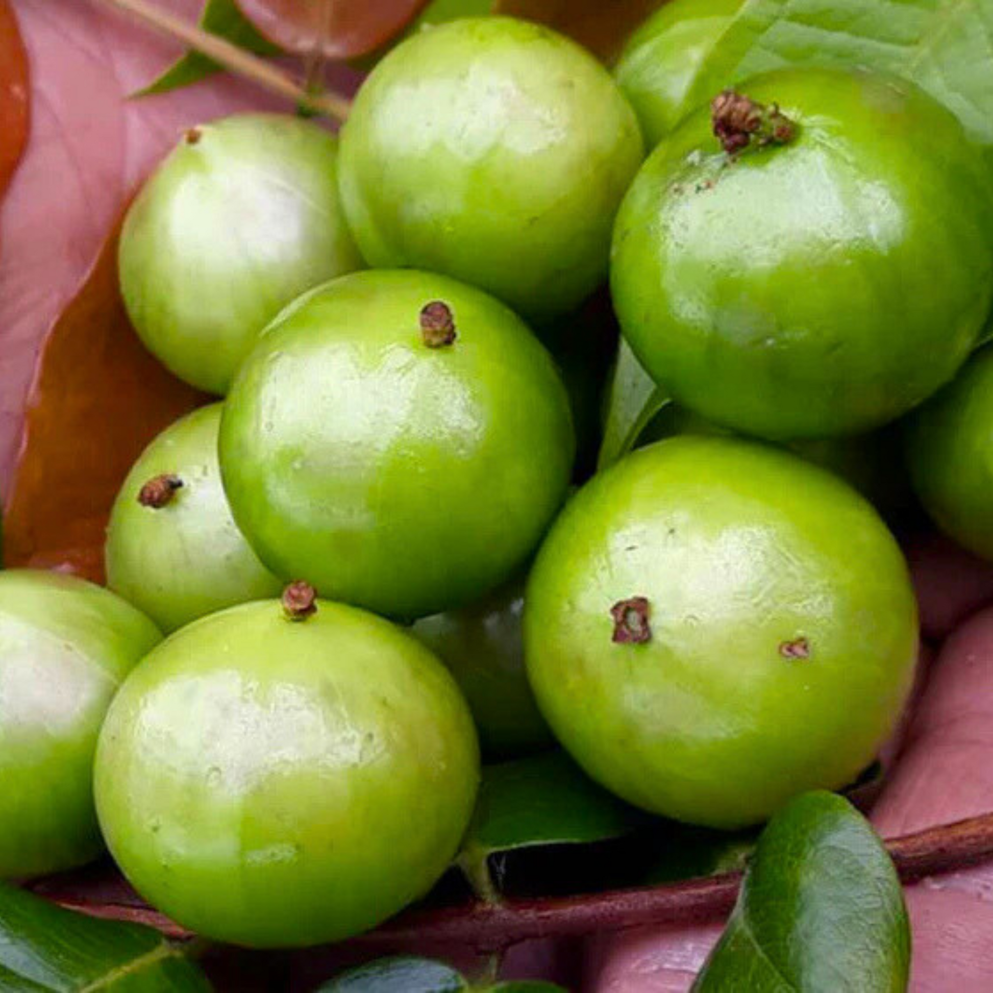 White Honey Jaboticaba (Aurean Full Moon) Fruit Live Plant