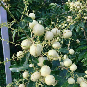 White Longan (Dimocarpus longan) Live Plant