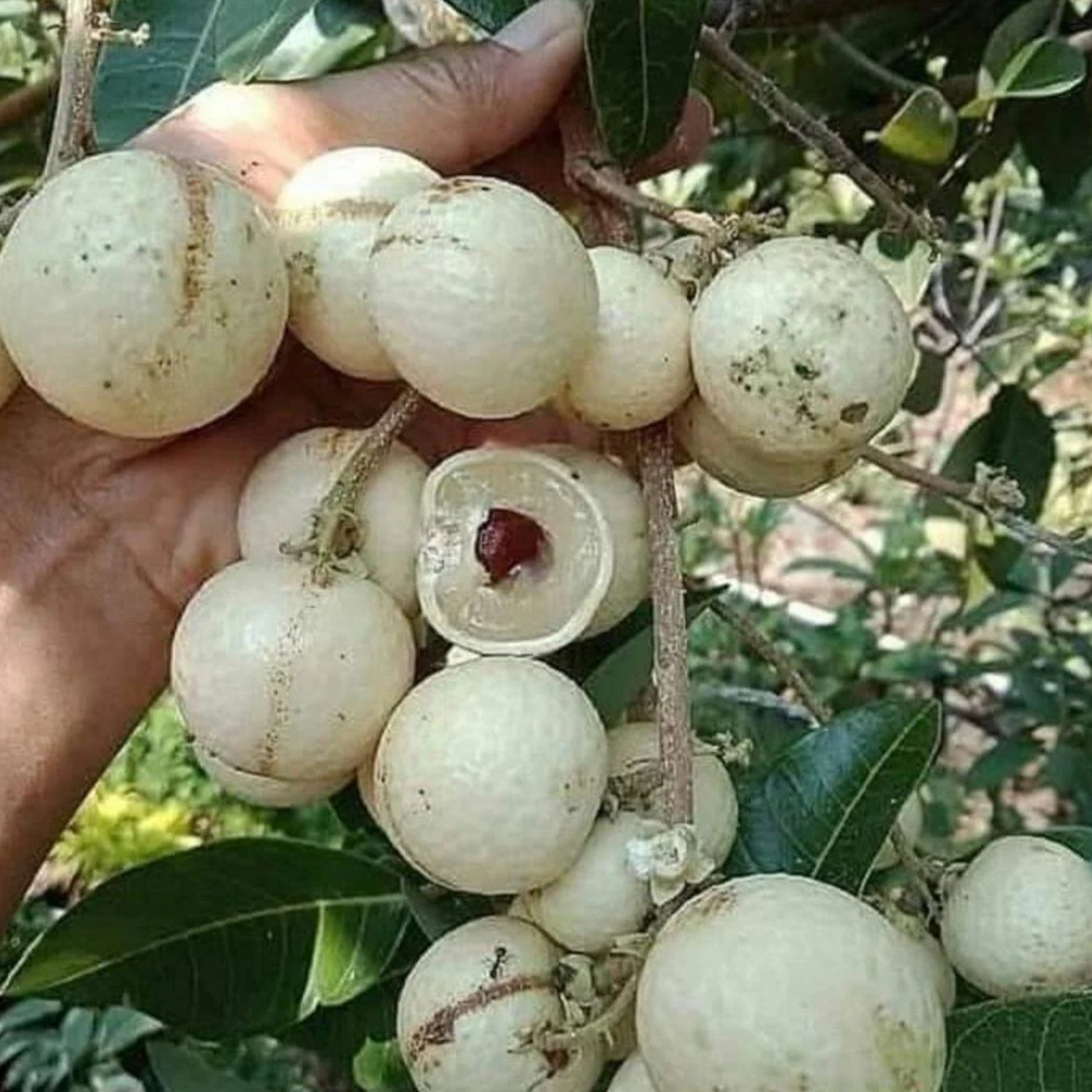 White Longan (Dimocarpus longan) Live Plant