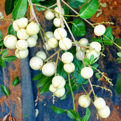 White Longan (Dimocarpus longan) Live Plant