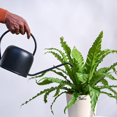 Osaka Bird Nest Fern