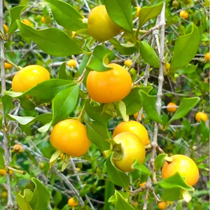 Yellow Grumichama (Eugenia brasilensis var. leucocephala) Fruit Live Plant