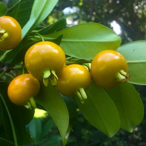 Yellow Grumichama (Eugenia brasilensis var. leucocephala) Fruit Live Plant