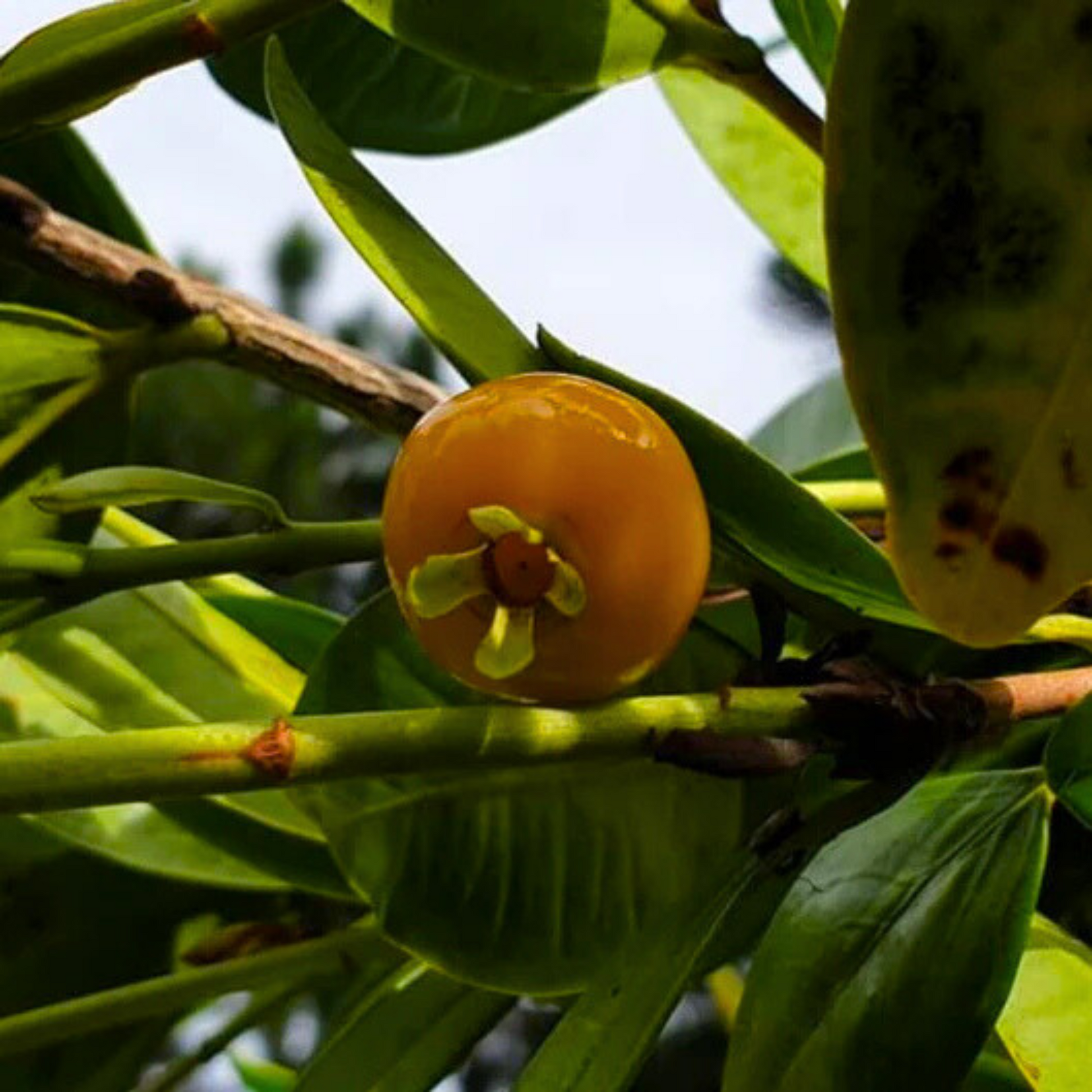 Yellow Grumichama (Eugenia brasilensis var. leucocephala) Fruit Live Plant