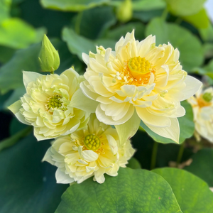 Yellow Peony Lotus Tuber