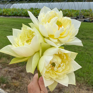 Yellow Peony Lotus Tuber