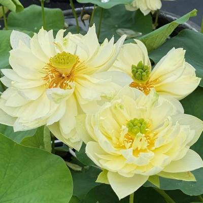Yellow Peony Lotus Tuber