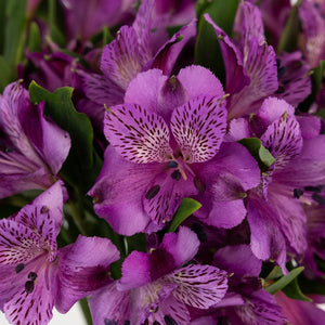 Mystic Violet Alstroemeria Flower