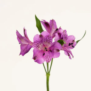 Mystic Violet Alstroemeria Flower