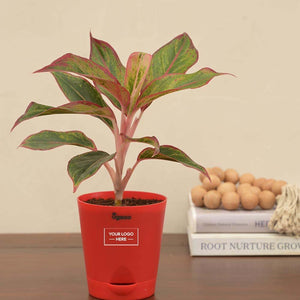 Aglaonema Red Plant Gift Hamper