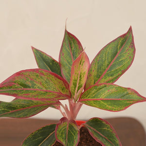 Aglaonema Red Plant Gift Hamper