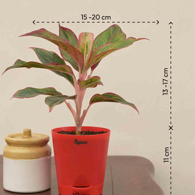 Aglaonema Red Plant Gift Hamper