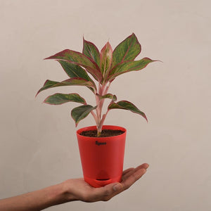 Aglaonema Red Plant Gift Hamper