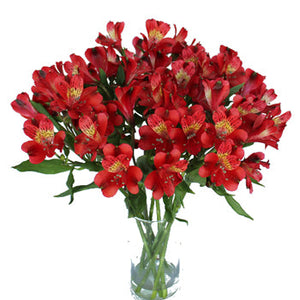 Brick Red Peruvian Lilies