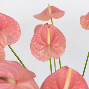 Anthurium Bubblegum Pink Tropical Flower