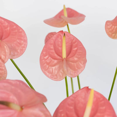 Anthurium Bubblegum Pink Tropical Flower