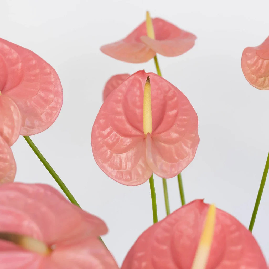 Anthurium Bubblegum Pink Tropical Flower