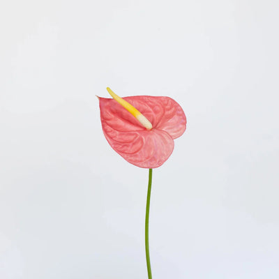 Anthurium Bubblegum Pink Tropical Flower