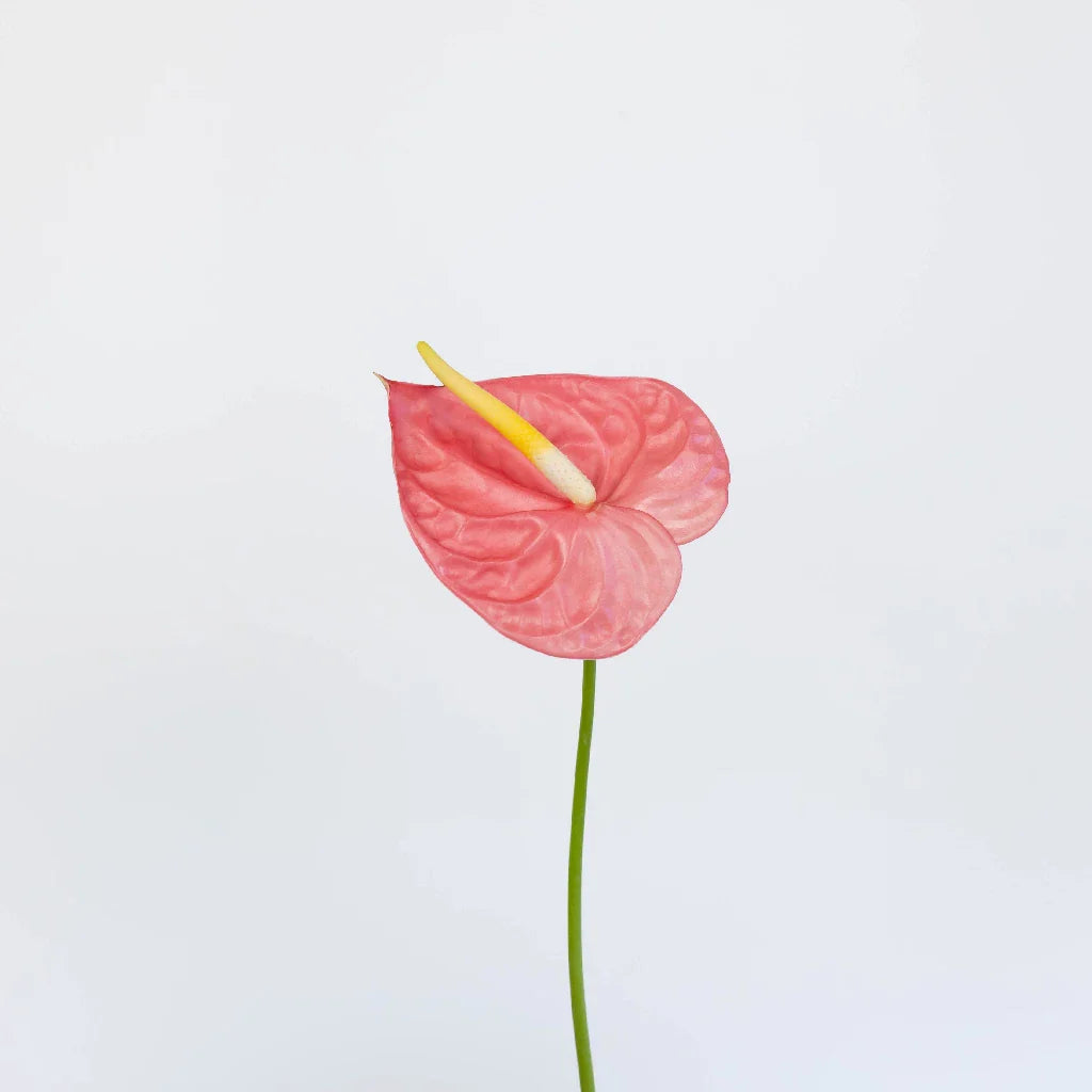 Anthurium Bubblegum Pink Tropical Flower