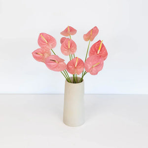 Anthurium Bubblegum Pink Tropical Flower