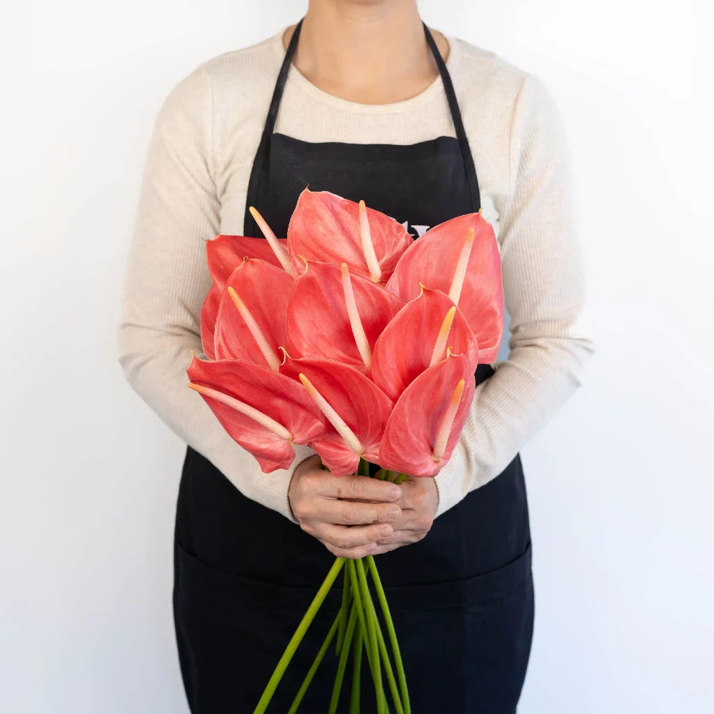 Anthurium Hot Pink Tropical Flower