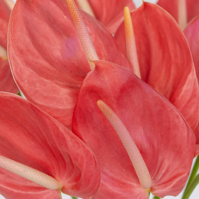 Anthurium Hot Pink Tropical Flower