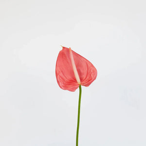 Anthurium Hot Pink Tropical Flower