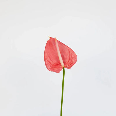 Anthurium Hot Pink Tropical Flower