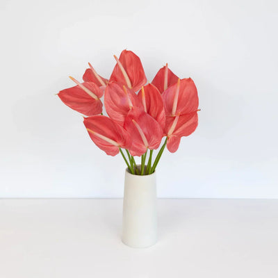 Anthurium Hot Pink Tropical Flower