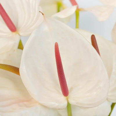 Anthurium Seashell White Tropical Flower