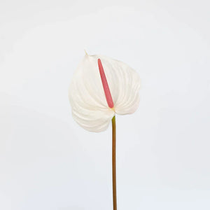 Anthurium Seashell White Tropical Flower