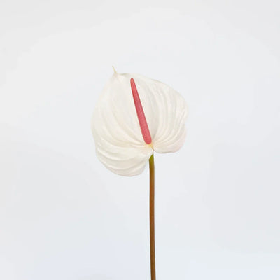 Anthurium Seashell White Tropical Flower