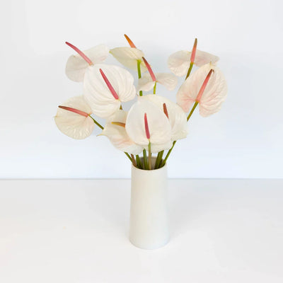 Anthurium Seashell White Tropical Flower