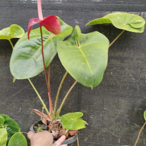 Anthurium Liver Red with Flower