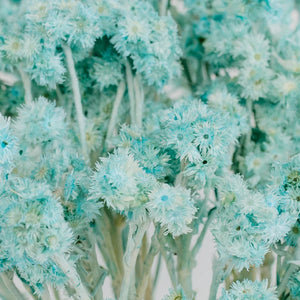 Baby Blue Dried Andean Asters
