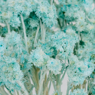 Baby Blue Dried Andean Asters