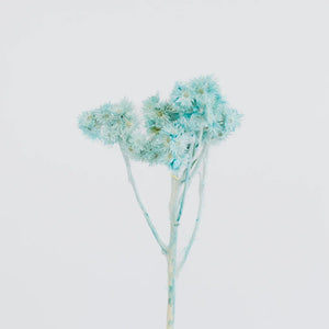 Baby Blue Dried Andean Asters