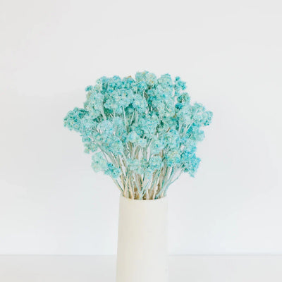 Baby Blue Dried Andean Asters