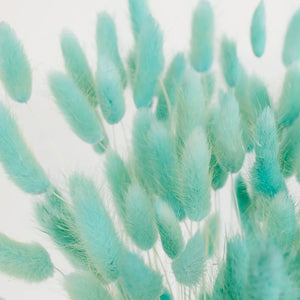 Baby Blue Dried Bunny Tail Grass